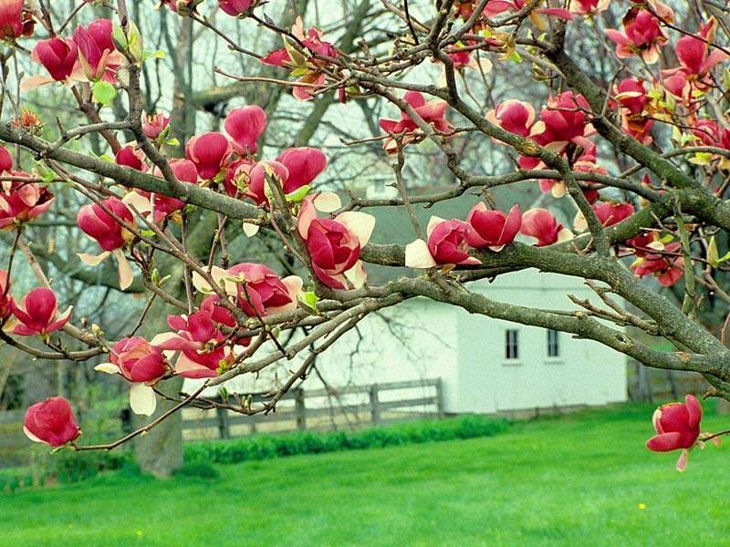 Magnolia Blossoms on Branch — Pink, Serene