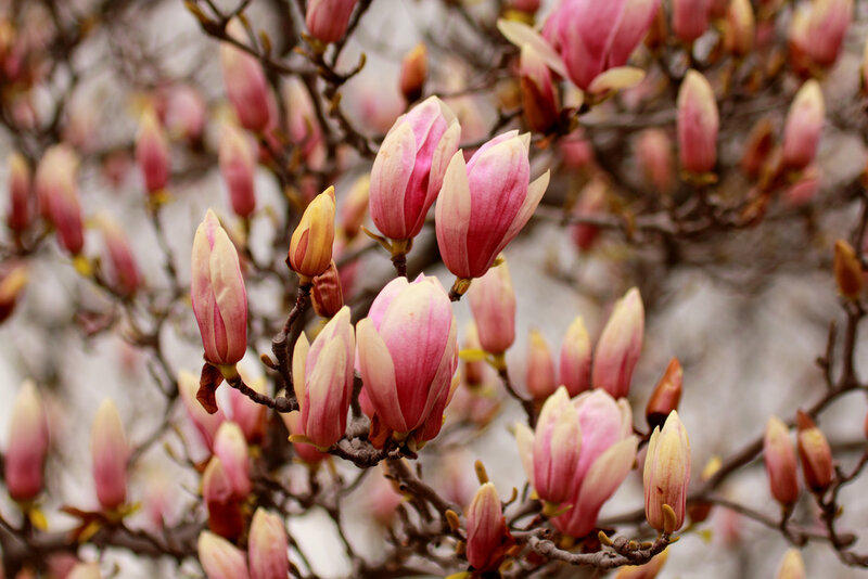 Magnolia Blossoms on Branch — Pink