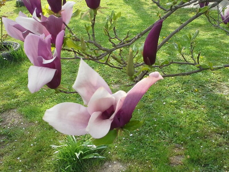Magnolia Blossoms on Branch — Purple, Serene, Spring