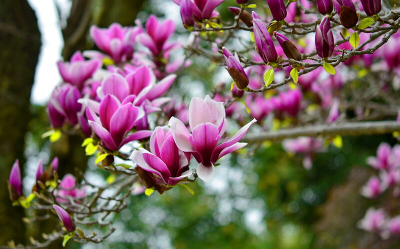 Magnolia Blossoms on Branch — Purple, Serene
