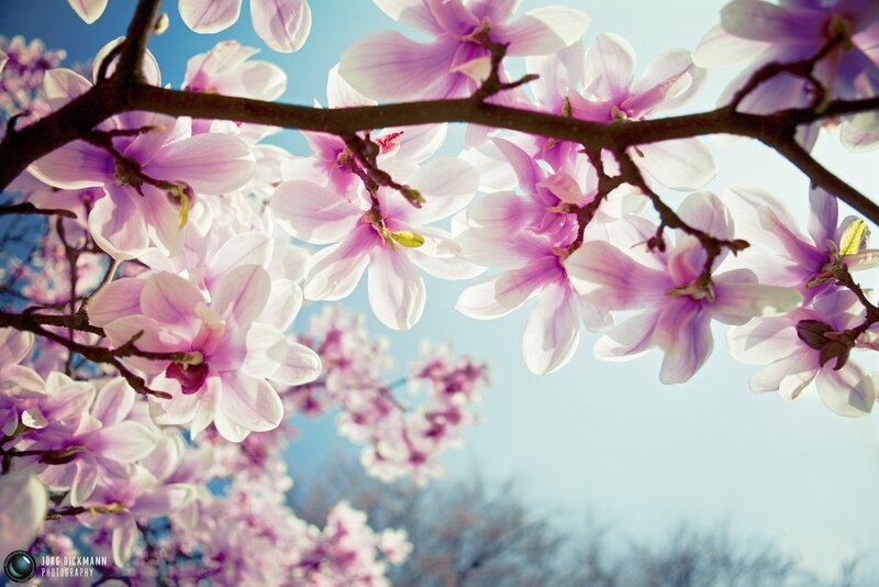 Magnolia Blossoms on Branch — Purple