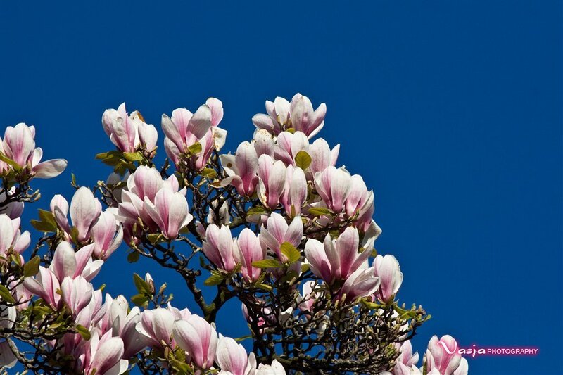 Magnolia Blossoms on Branch