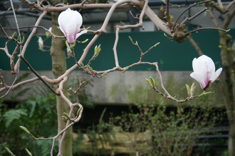 Magnolia Blossoms on Branch — White, Calm