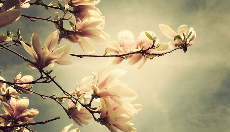 Magnolia Blossoms on Branch — White, Serene, Spring