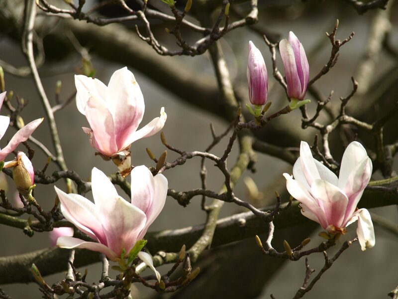 Magnolia Blossoms on Branch — White, Serene