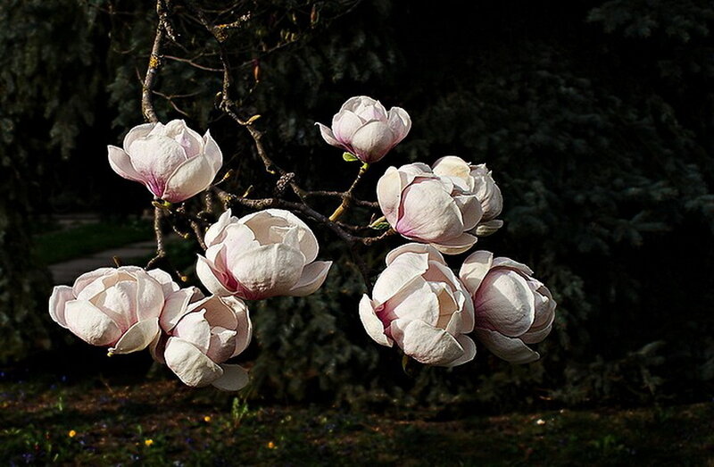 Magnolia Blossoms on Branch — White