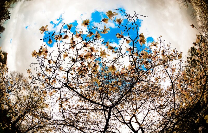 Magnolia Blossoms on Branches — Blue