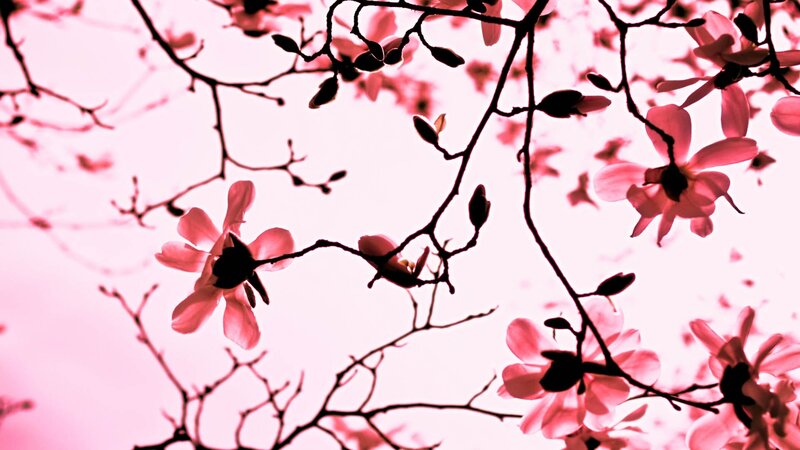 Magnolia Blossoms on Branches — Pink, Serene, Spring, Photograph