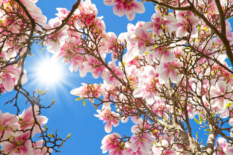 Magnolia Blossoms on Branches — Pink, Serene, Spring
