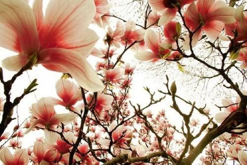 Magnolia Blossoms on Branches — Pink, Serene