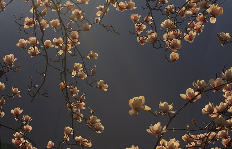 Magnolia Blossoms on Branches — Pink