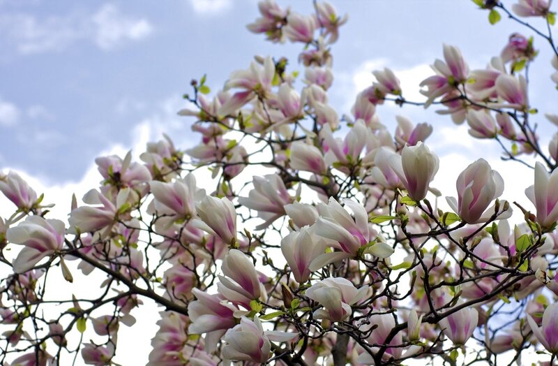 Magnolia Blossoms on Branches — White, Serene