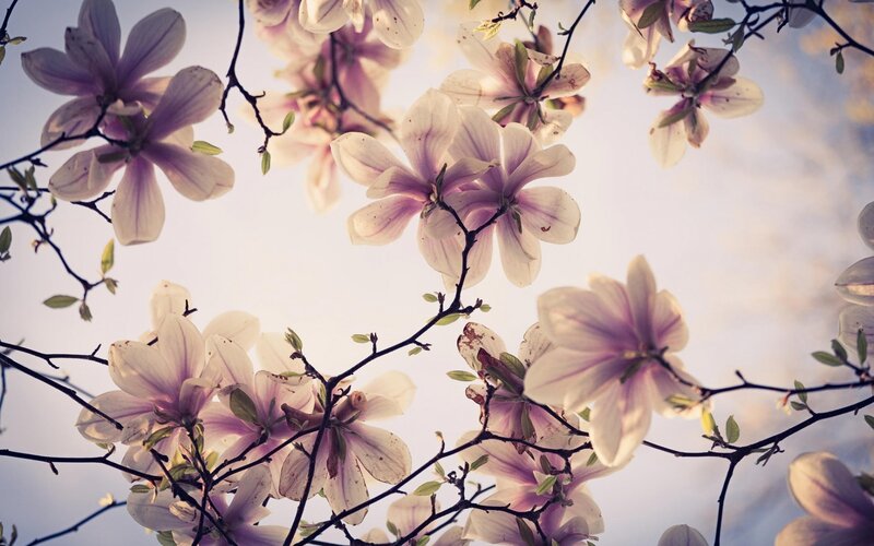 Magnolia Blossoms on Branches — White
