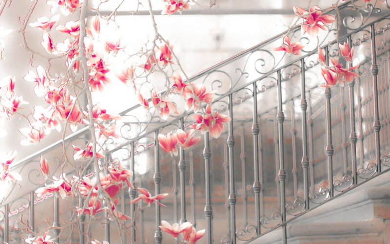 Magnolia Blossoms on Railing