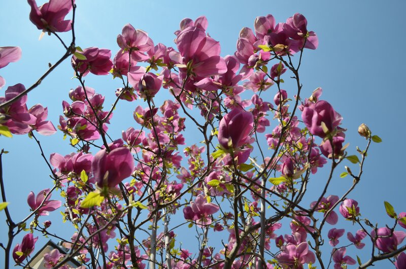 Magnolia Blossoms on Tree — Pink, Serene, Spring, Photograph, Branches