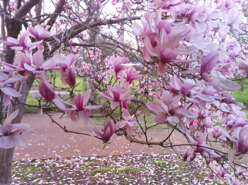 Magnolia Blossoms on Tree — Pink, Serene, Spring, Photograph, Flowers