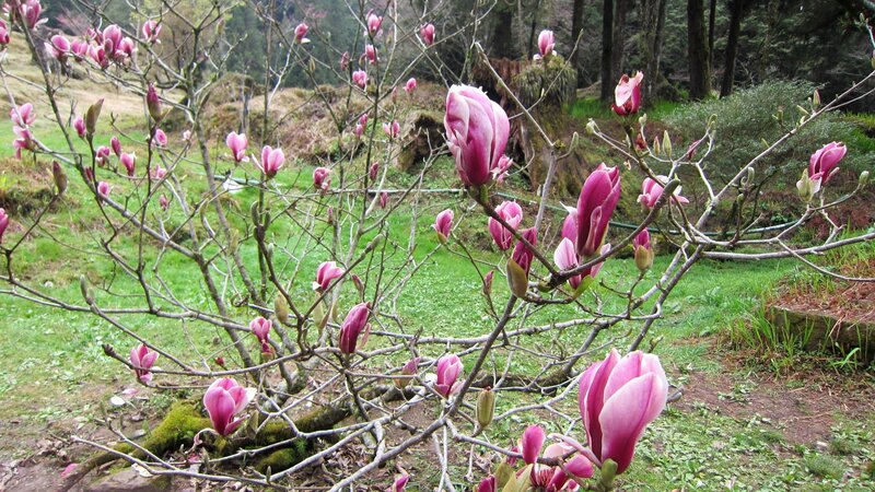 Magnolia Blossoms on Tree — Pink, Serene, Spring, Photograph, Grass