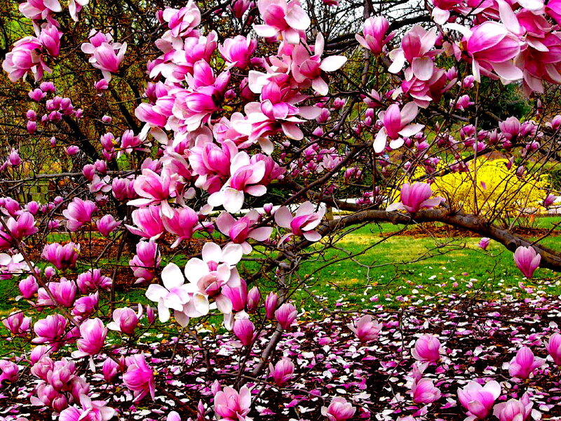 Magnolia Blossoms on Tree — Pink, Serene, Spring, Photograph