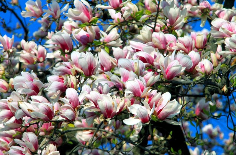 Magnolia Blossoms on Tree — Pink, Serene, Spring, Photograph, Tree Branches, Blue Sky, Leaves