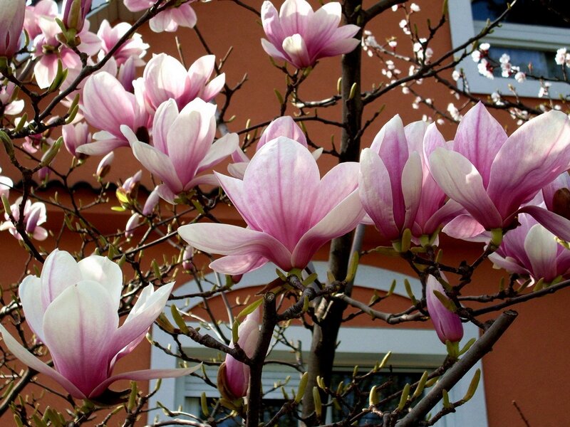 Magnolia Blossoms on Tree — Pink, Serene, Spring, Photograph, Tree Branches, Building