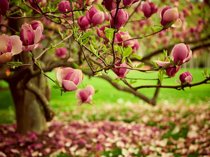Magnolia Blossoms on Tree — Pink, Serene, Spring