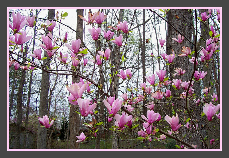 Magnolia Blossoms on Tree — Pink, Serene
