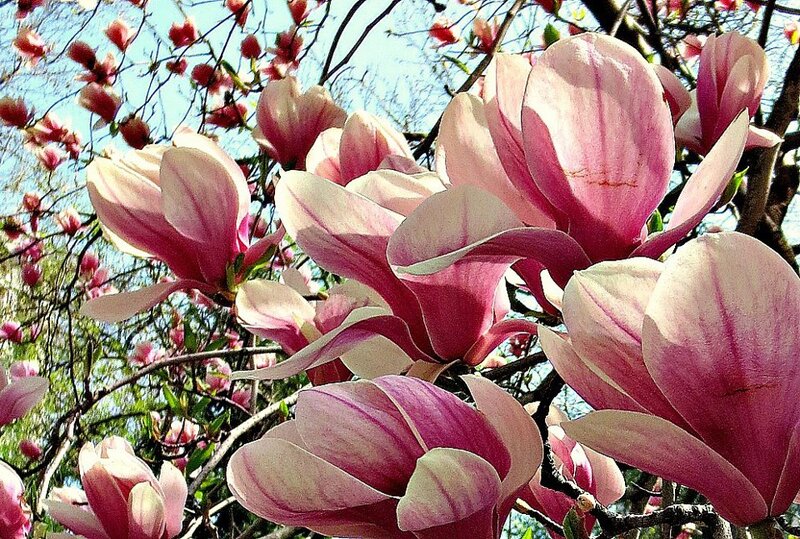 Magnolia Blossoms on Tree — Pink