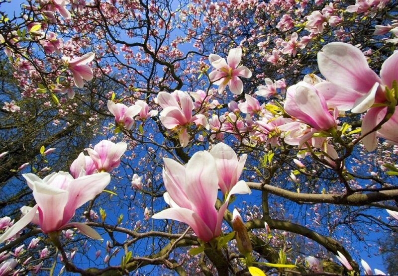 Magnolia Blossoms on Tree