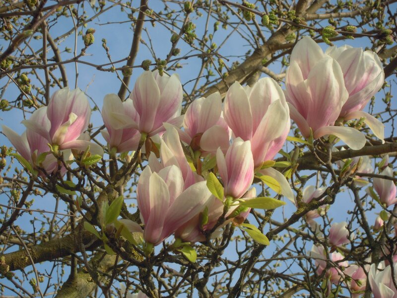 Magnolia Blossoms on Tree — White, Serene