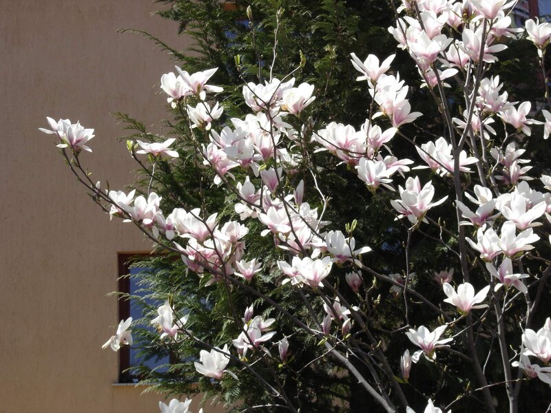 Magnolia Blossoms on Tree — White