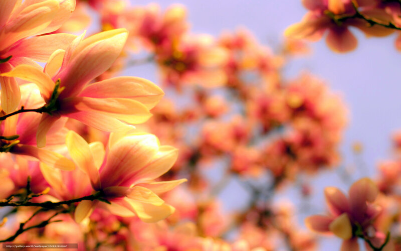 Magnolia Blossoms