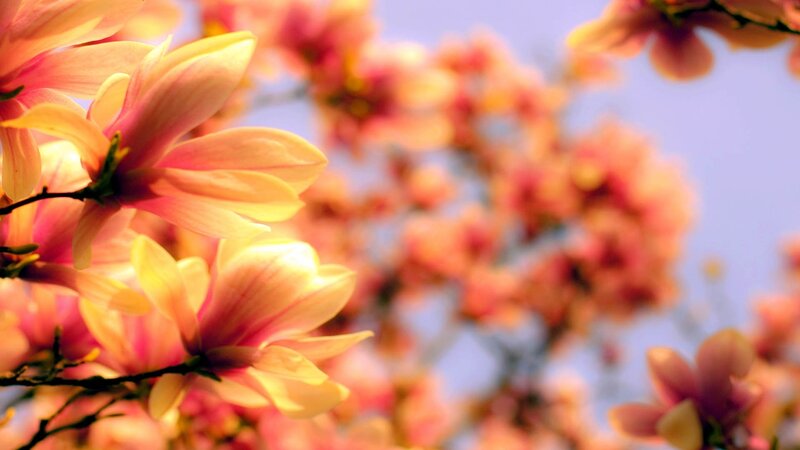 Magnolia Blossoms — Yellow