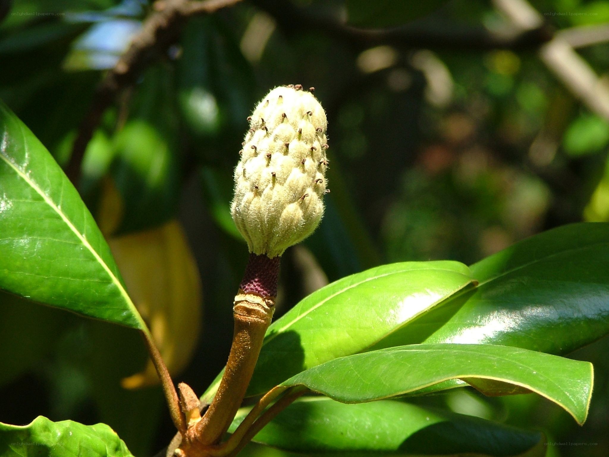 Magnolia bud in sunlight