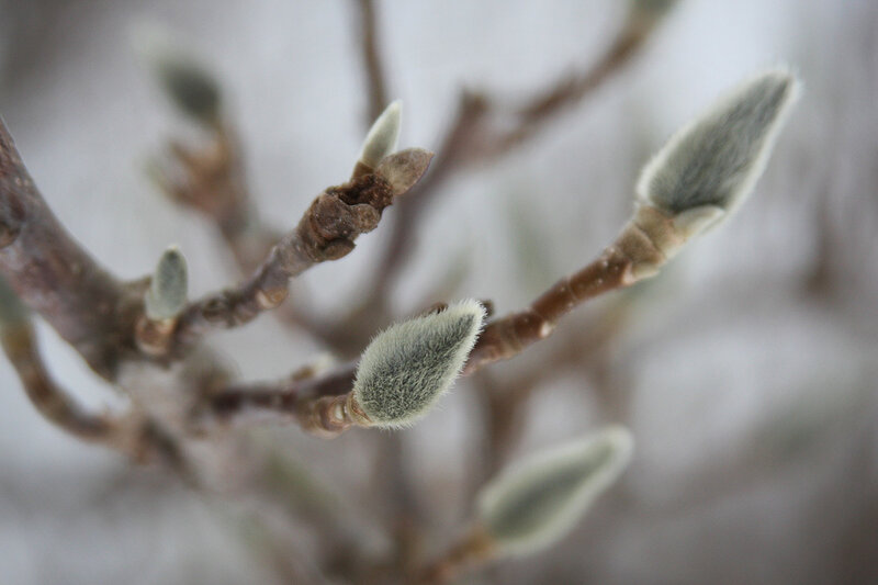 Magnolia buds on a branch