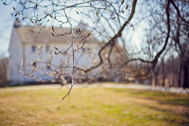 Magnolia Buds on Branch — Green