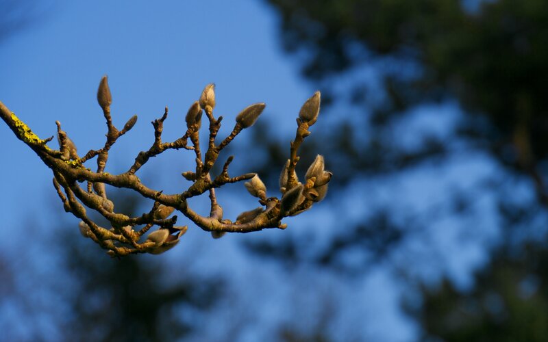 Magnolia Buds on Branch