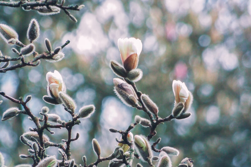 Magnolia Buds on Branch — White