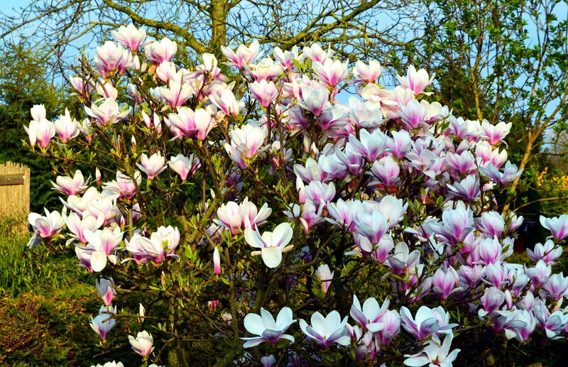 Magnolia Bush in Bloom
