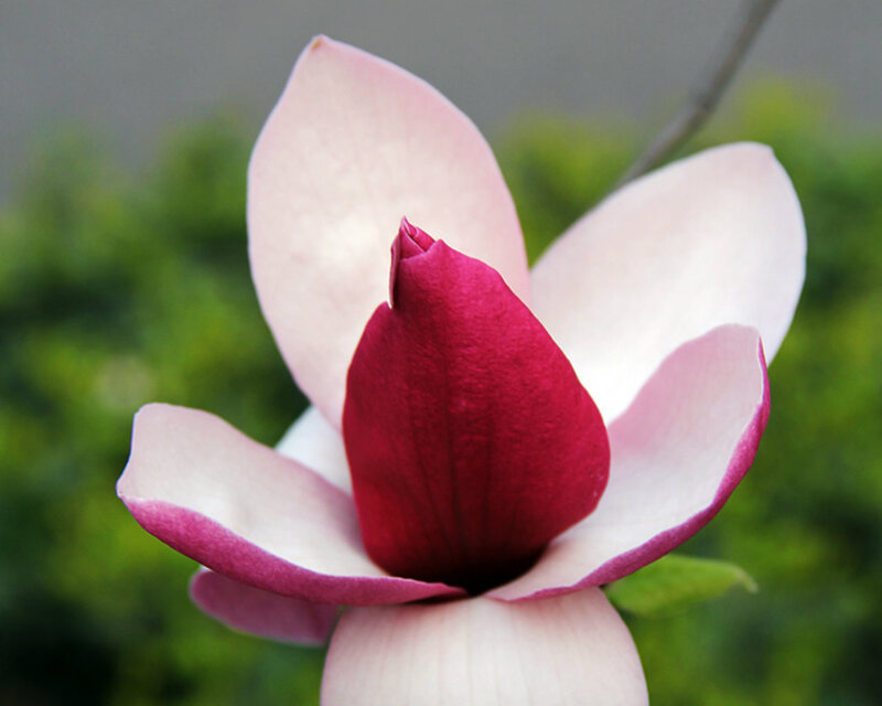 Magnolia Flower Bloom — Pink