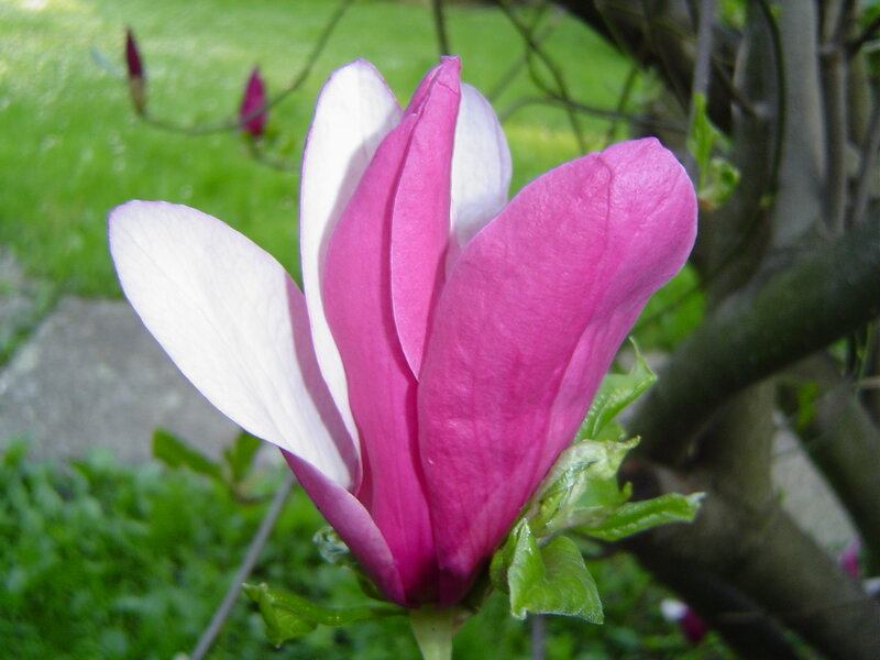 Magnolia Flower Bloom