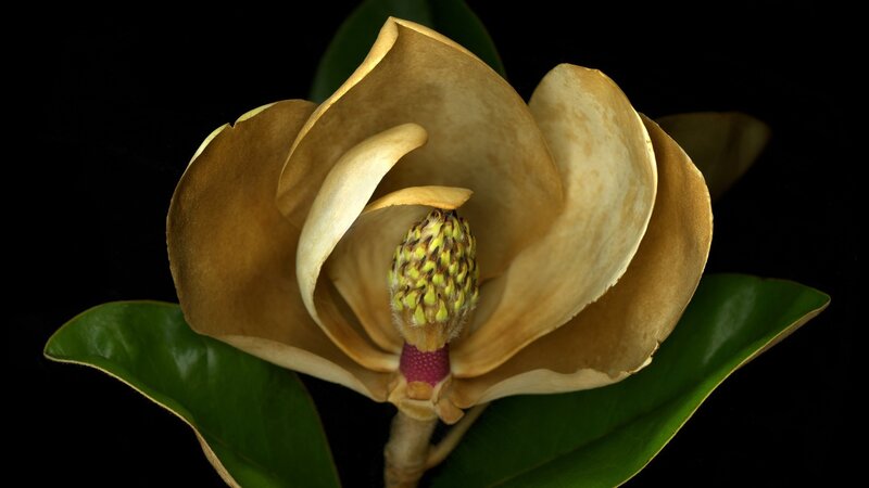 magnolia flower close-up