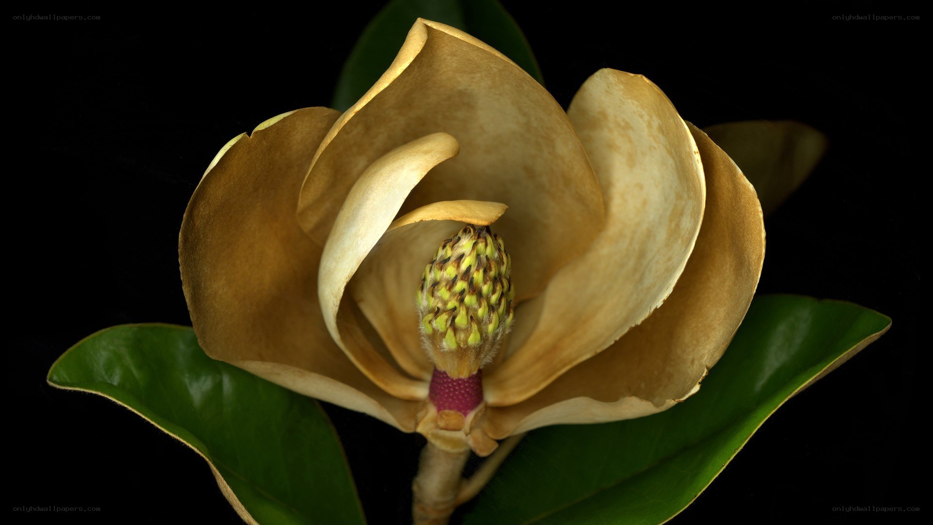 magnolia flower close-up