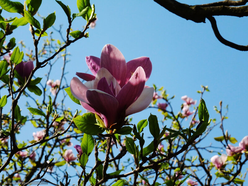Magnolia Flower in Bloom