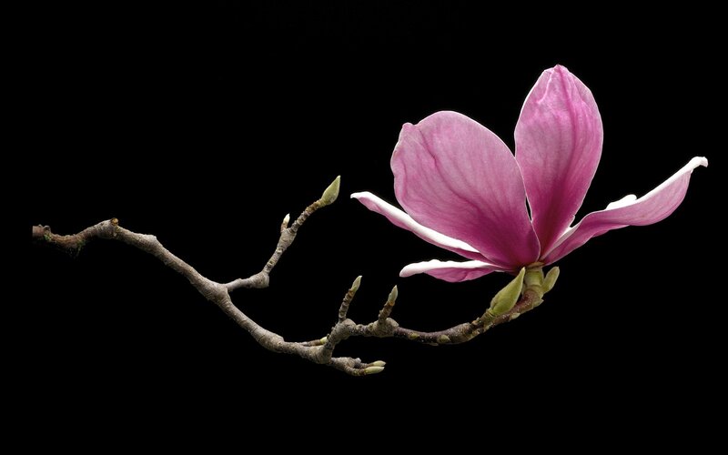 Magnolia Flower on Branch — Purple, Dramatic