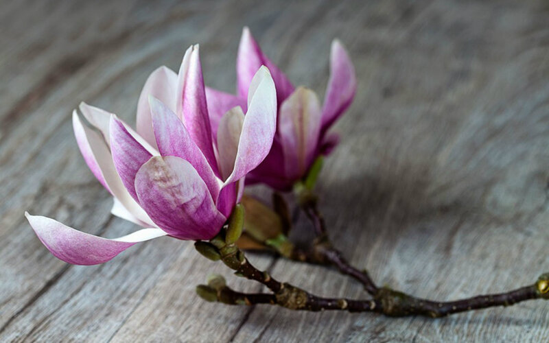 Magnolia Flower on Branch — Purple, Serene