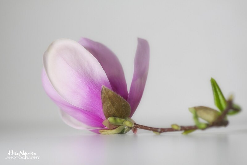 Magnolia Flower on Branch — Purple