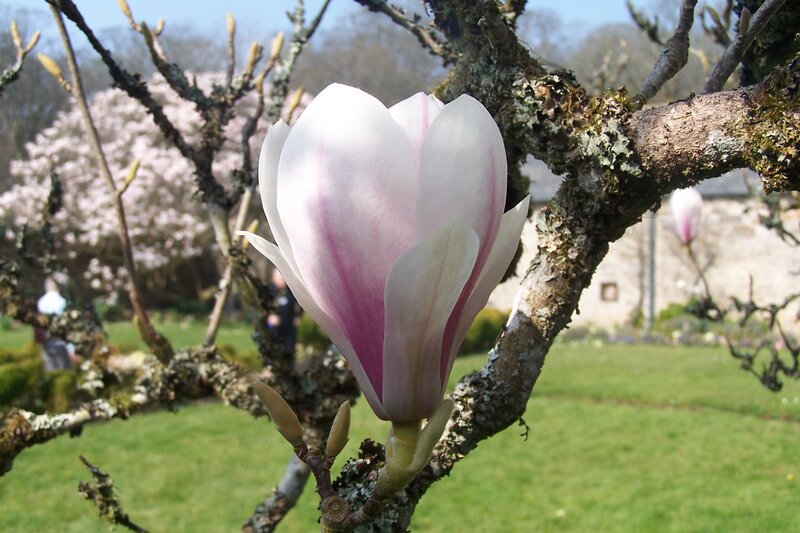 Magnolia Flower on Branch