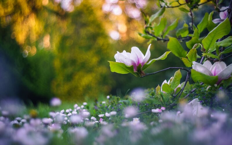 Magnolia Flower on Branch — White