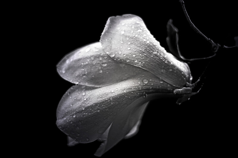 Magnolia Flower with Water Droplets