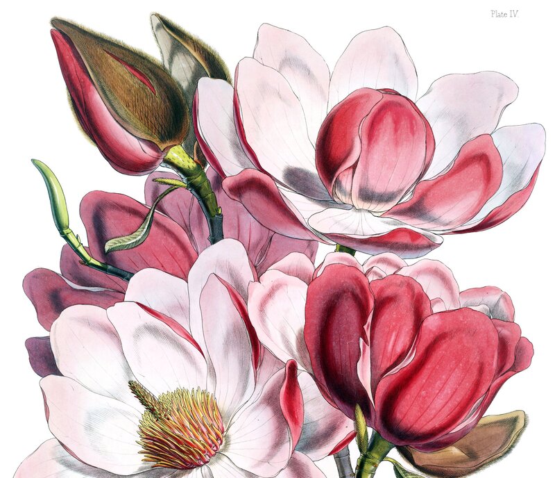 Magnolia Flowers and Buds